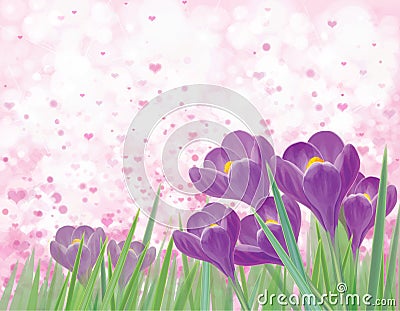 Vector spring violet crocuse flowers. Vector Illustration