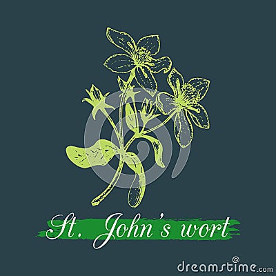 Vector St. Johns Wort branch illustration with flowers. Hand drawn botanical sketch of tutsan. Officinalis plant image. Vector Illustration