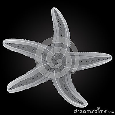 Vector Starfishes White Color Illustration Vector Illustration