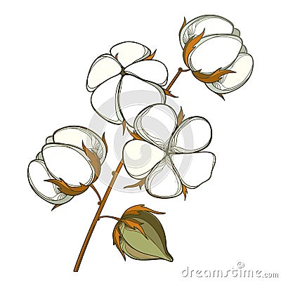 Vector stem with outline Cotton boll with leaf and capsule in white and brown isolated on white background. Vector Illustration