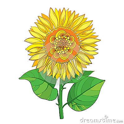 Vector stem with outline yellow Sunflower or Helianthus flower and green leaves isolated on white background. Summer element. Vector Illustration