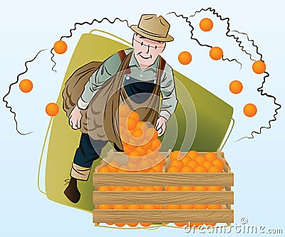 Vector stock illustration. Harvesting. A man collects oranges Vector Illustration