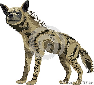 Vector striped hyena Vector Illustration