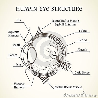Vector structure of the human eye Vector Illustration