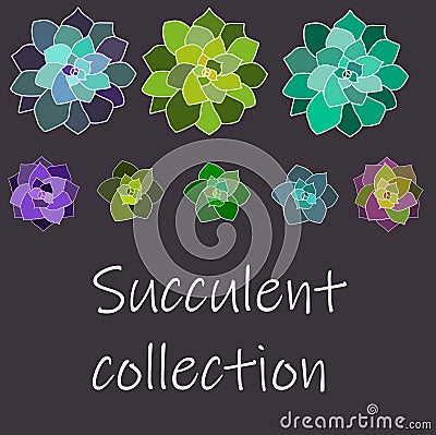 Vector succulent collection, set with white contours. Isolated Vector Illustration