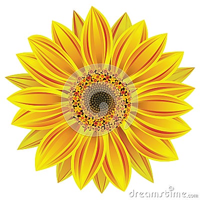 vector sunflower Vector Illustration