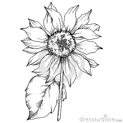 Vector Sunflower floral botanical flower. Black and white engraved ink art. Isolated sunflower illustration element. Vector Illustration