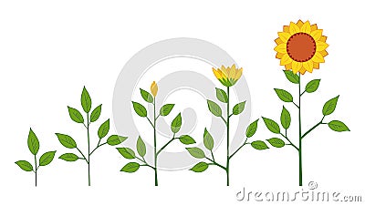 Vector sunflower plant growth stages concept, abstract flower symbols isolated on white background. Sunflower life cycle Vector Illustration