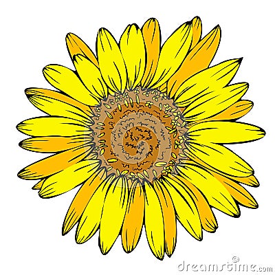 Vector sunflower. Summer nature. Hand drawn style orange and yellow flower illustration. Vector Illustration