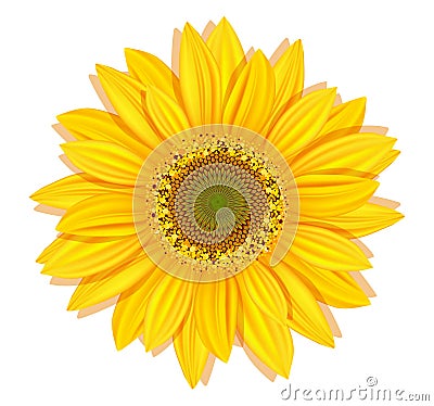 Vector sunflowers on a white background Vector Illustration