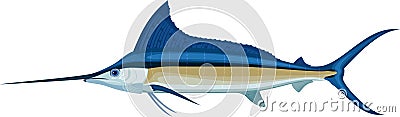 Vector swordfish Atlantic blue marlin Vector Illustration