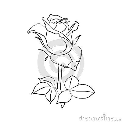 Vector tattoo roses with leaves on white background. Vector Illustration