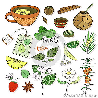 Vector tea collection. Herbal plants and elements for packaging design or menu decoration Vector Illustration