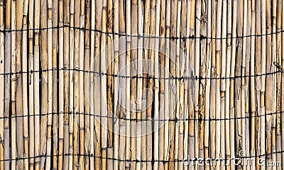 Vector texture of wall of bound bamboo Vector Illustration