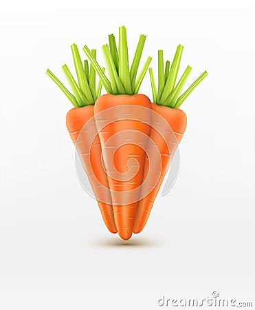 Vector three carrots isolated on white background Vector Illustration