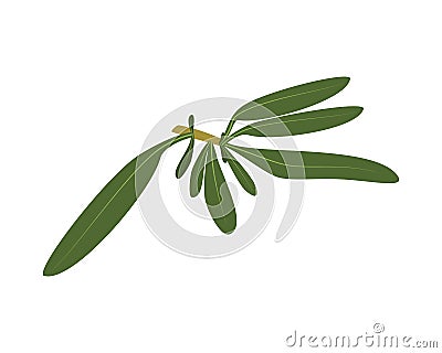 Vector thyme illustration isolated in cartoon style. Herbs and Species Series. Vector Illustration