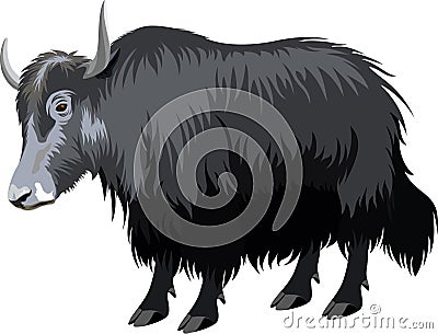 Vector tibetan yak Vector Illustration