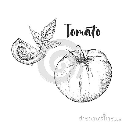 Vector tomato handdrawn seamless pattern in the style of engraving. Vector Illustration