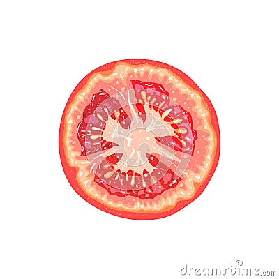 Vector tomato slice. Tomato illustration Vector Illustration