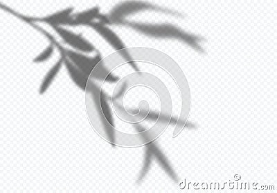 Vector Transparent Shadow of Tree Leaves. Decorative Design Element for Presentations, Mockups. Realistic Overlay Effect Vector Illustration