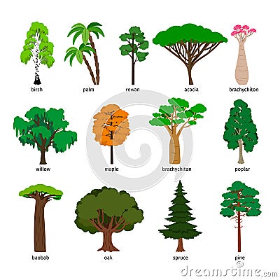 Vector trees. Forest tree set with titles, birch and oak, pine and baobab, acacia and spruce vector Vector Illustration