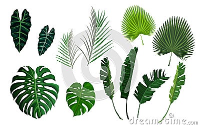 Vector tropical palm leaves, jungle leaves set Vector Illustration