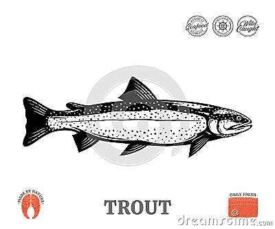 Vector trout fish illustration Vector Illustration