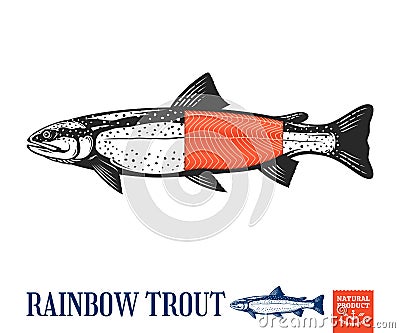 Vector trout illustration Vector Illustration