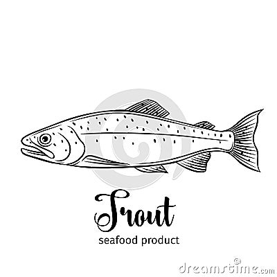 Vector trout. Vector Illustration