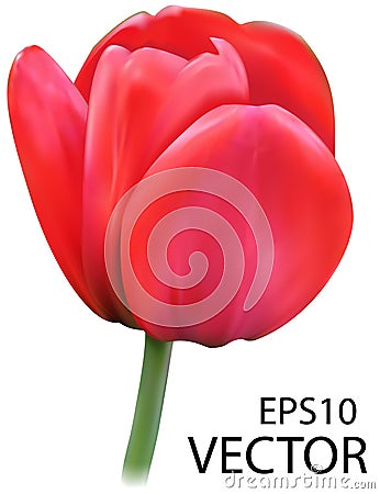 Vector tulip on white background. Photo realistic vector Stock Photo