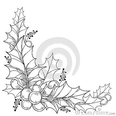 Vector twig with outline leaves and berries of Ilex or Christmas Holly . Vector Illustration