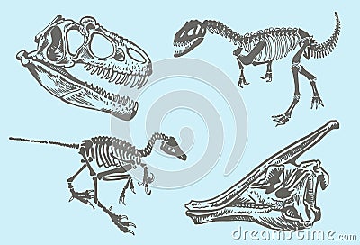 Vector tyrannosaurus skeleton and skulls isolated o white background,paleonthology Vector Illustration