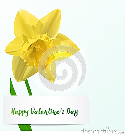Vector Valentine background with jonquil Vector Illustration