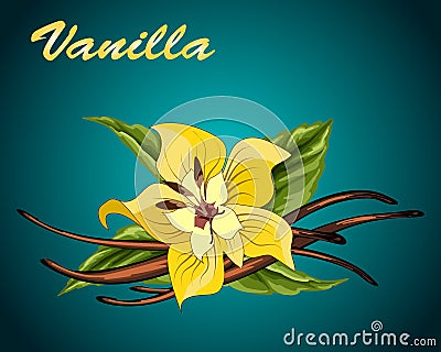 Vector vanilla flower and pods. Vector Illustration