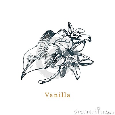 Vector vanilla sketch. Drawn spice herb. Botanical illustration of organic, eco plant. Used for farm sticker,shop label. Vector Illustration