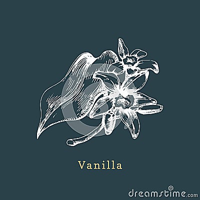 Vector vanilla sketch. Drawn spice herb. Botanical illustration of organic, eco plant. Used for farm sticker,shop label. Vector Illustration