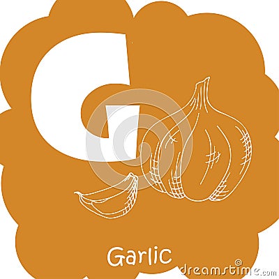 Vector vegetable alphabet for education. Illustration for kids. Letter G for Garlic Vector Illustration