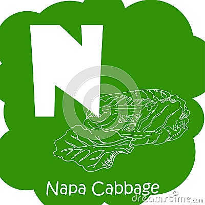 Vector vegetable alphabet for education. Illustration for kids. Letter N for Napa cabbage Vector Illustration