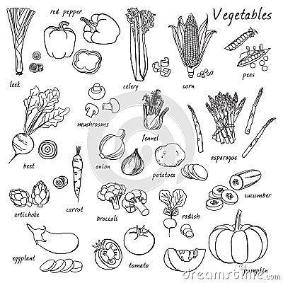 Vector vegetables set. Stock Photo