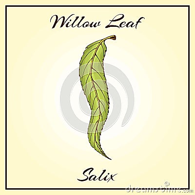 Vector vintage colored engraved illustration of willow leaf. Green leaf on begie background. Vector willow autumn Vector Illustration