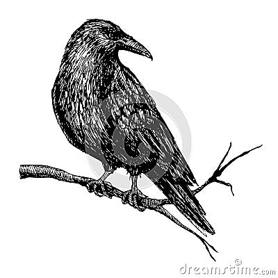 Vector vintage raven. Hand drawn illustration Vector Illustration