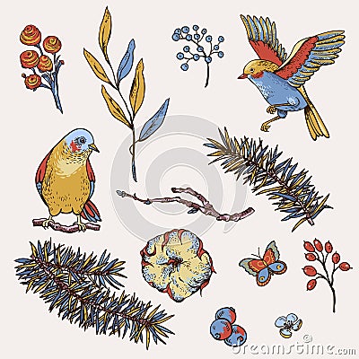 Vector vintage set of floral natural elements, birds, fir branches, cotton, flowers and butterflies Stock Photo