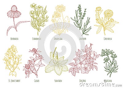 Vector vintage set of ten colored medicinal herbs Vector Illustration