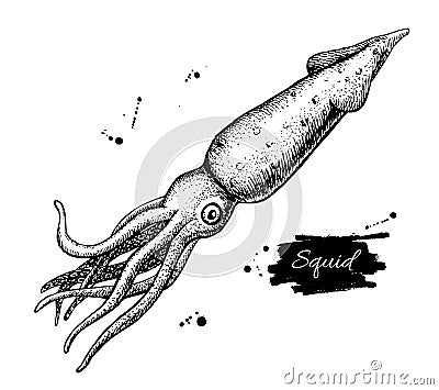Vector vintage squid drawing. Hand drawn monochrome seafood illustration. Vector Illustration