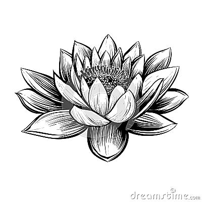 Vector water lily. Lotus illustration. Vector Illustration