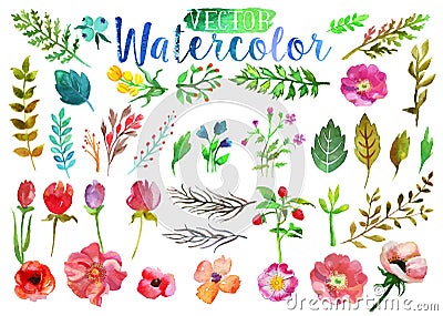 Vector watercolor aquarelle flowers and leaves. Vector Illustration