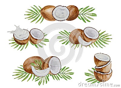 Vector and watercolor coconut compositions. Collages of coconuts, halves and parts, palm leaves, hand painted, white background Stock Photo