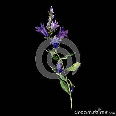 Vector watercolor drawing blue bell flowers Vector Illustration