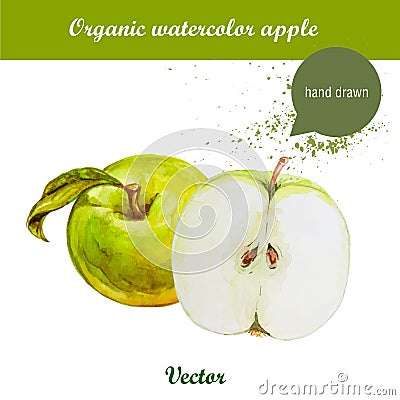 Vector watercolor hand drawn green apples with leaf and watercolor drops. Vector Illustration