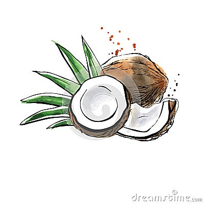 Vector watercolor illustration of coconut Vector Illustration